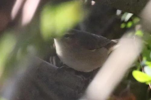 Dusky Warbler