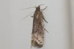 Eucosma kokana thumbnail 2