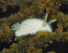 Ridge-tailed Dorid thumbnail 3