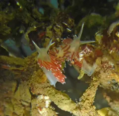 Coryphella longicaudata thumbnail 3