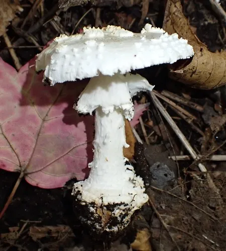 American Abrupt-bulbed Lepidella