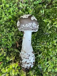 Morris' Amanita thumbnail 1