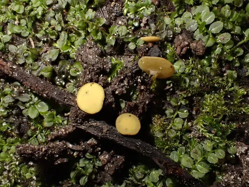 Lanzia luteovirescens