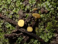 Lanzia luteovirescens thumbnail 1