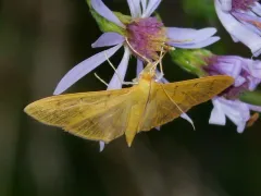 Alamo Moth thumbnail 3