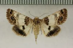 Schinia albafascia thumbnail 2