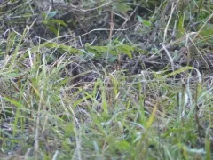Yellow Rail thumbnail 3