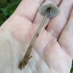 Mycena quiniaultensis thumbnail 4