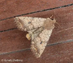 Battered Sallow thumbnail 3