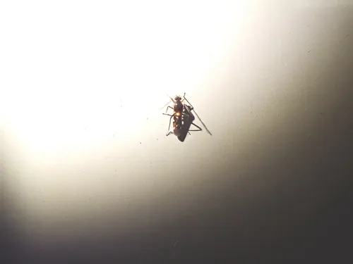 Sericophanes heidemanni