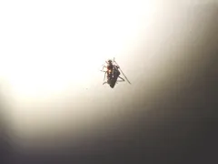 Sericophanes heidemanni thumbnail 1