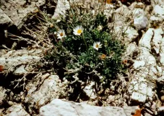 Big Horn Fleabane thumbnail 3