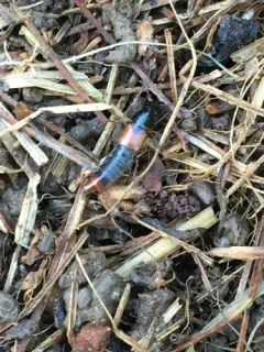 orange-tipped rove beetle thumbnail 2