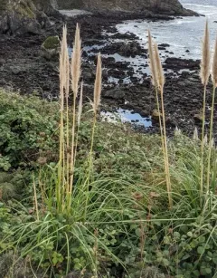 Purple Pampas Grass thumbnail 3