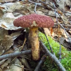 Painted Suillus thumbnail 6