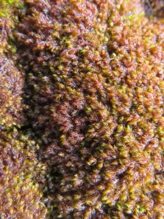 Snow Rock Moss thumbnail 3