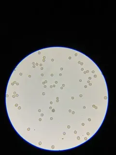Crepidotus stipitatus thumbnail 2