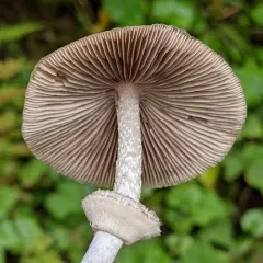 Ringed brittlestem thumbnail 2