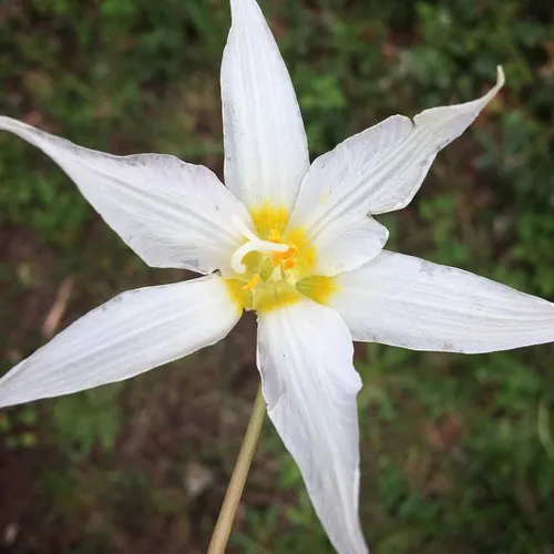 giant white fawn lily