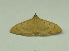 Alamo Moth thumbnail 4