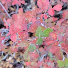 Skunkbush Sumac thumbnail 2