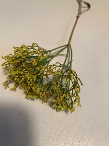 Shortstem Buckwheat