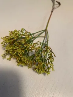 Shortstem Buckwheat thumbnail 1