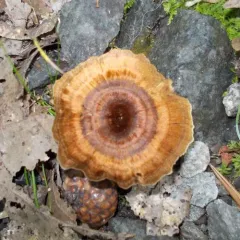 Shiny cinnamon polypore thumbnail 2