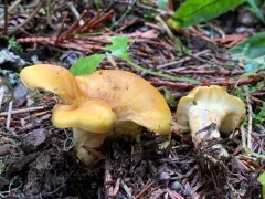 Xanthoporus syringae thumbnail 2