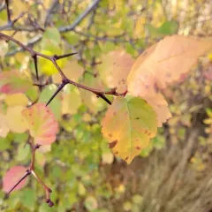 Black Hawthorn thumbnail 4