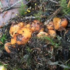 Phaeocollybia kauffmanii thumbnail 4