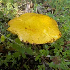 Chicken Fat Mushroom thumbnail 5