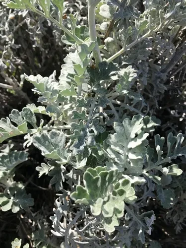 Dusty miller