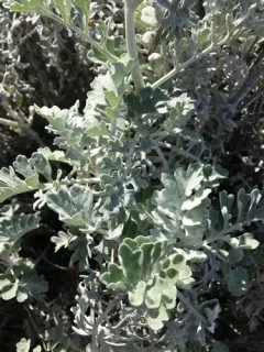 Dusty miller thumbnail 1