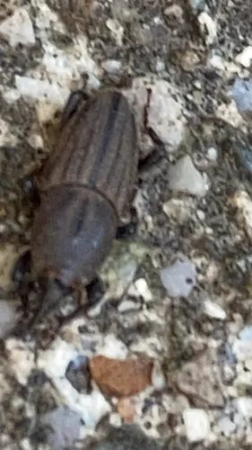 Sphenophorus coesifrons