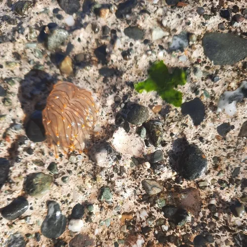 White-and-orange-tipped Nudibranch