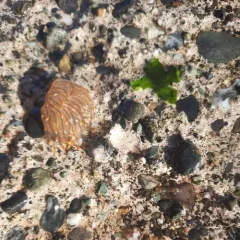 White-and-orange-tipped Nudibranch thumbnail 1