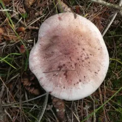 Veiled Purple Waxcap thumbnail 2