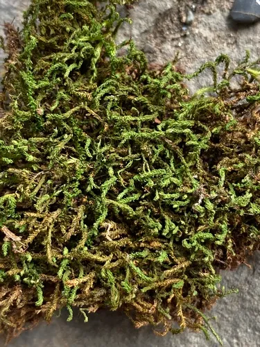 Rugel's anomodon moss