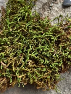Rugel's anomodon moss thumbnail 1
