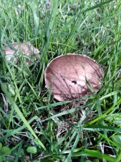 White Button Mushroom thumbnail 2