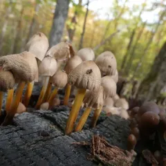 common bonnet thumbnail 2