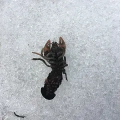 Digger Crayfish thumbnail 2