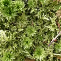 Ontario rhodobryum moss thumbnail 3