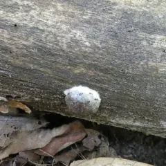 Reticularia splendens thumbnail 3