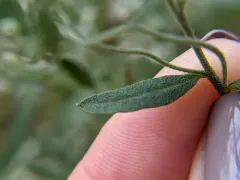 Torrey's eupatorium thumbnail 2