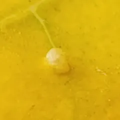 Ash Bead Gall Mite thumbnail 3
