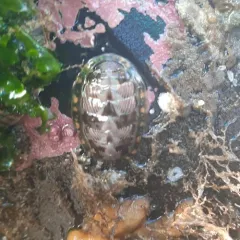 Lined Chiton thumbnail 3