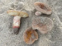 Russula ventricosipes thumbnail 1