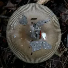 Shaggy Legged Ringless Amanita thumbnail 2